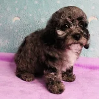 Twinkle's Blue Merle Female Puppy 1, a female Cockapoo for sale in Mount Olive, NC – Photo 2 of 10