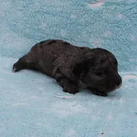 Twinkle's Blue Merle Female Puppy 1, a female Cockapoo for sale in Mount Olive, NC – Photo 6 of 10