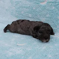 Twinkle's Blue Merle Female Puppy 1, a female Cockapoo for sale in Mount Olive, NC – Photo 9 of 10