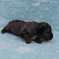 Twinkle's Blue Merle Female Puppy 1, a female Cockapoo for sale in Mount Olive, NC – Photo 7 of 10