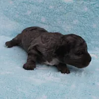 Twinkle's Blue Merle Female Puppy 1, a female Cockapoo for sale in Mount Olive, NC – Photo 5 of 10