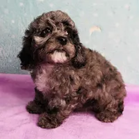 Twinkle's Blue Merle Female Puppy 1, a female Cockapoo for sale in Mount Olive, NC – Photo 10 of 10