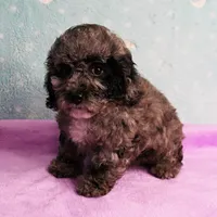 Twinkle's Blue Merle Female Puppy 1, a female Cockapoo for sale in Mount Olive, NC – Photo 9 of 10