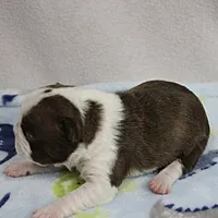 AKC Puddin's Chocolate & White Male Puppy 3, a male Boston Terrier for sale in Mount Olive, NC – 3 of 10