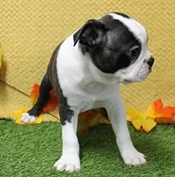 AKC Puddin's Black & White Brindle Male 2, a male Boston Terrier for sale in Mount Olive, NC – 3 of 7