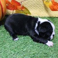 AKC Annie's Black & White Female Puppy 4, a female Boston Terrier for sale in Mount Olive, NC – 2 of 9