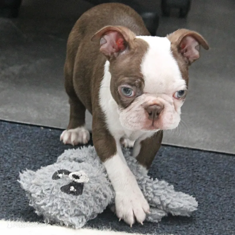 AKC Zoey's Chocolate & White Male Puppy 3 – Boston Terrier puppy for sale in Mount Olive, NC
