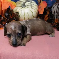 AKC Freckles Chocolate & Tan Dapple Female Puppy 5, a female Miniature Dachshund for sale in Mount Olive, NC – 7 of 10