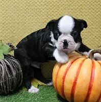 AKC Polly's Black & White Male Puppy 5, a male Boston Terrier for sale in Mount Olive, NC – 1 of 9