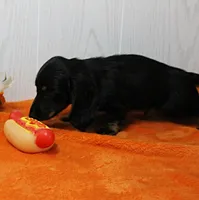 AKC Taylor's Black & Tan LH Male Puppy 1, a male Miniature Dachshund for sale in Mount Olive, NC – 6 of 10