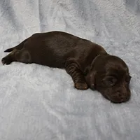 AKC Mae Mae's Chocolate Female Puppy 1, a female Miniature Dachshund for sale in Mount Olive, NC – 9 of 10