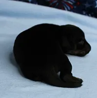 AKC Taylor's Black & Tan Male Puppy 4, a male Miniature Dachshund for sale in Mount Olive, NC – 2 of 10