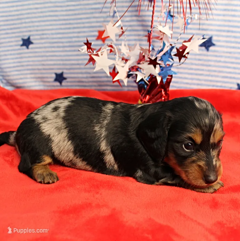 AKC Sallie's Black & Silver Dapple, Long Coat Male Puppy 4 – Miniature Dachshund puppy on hold in Mount Olive, NC