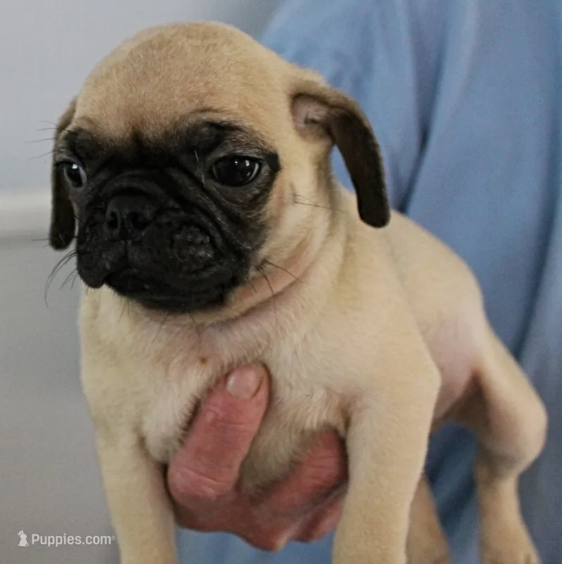 AKC Candy's Fawn Male Puppy 6 – Pug puppy for sale in Mount Olive, NC