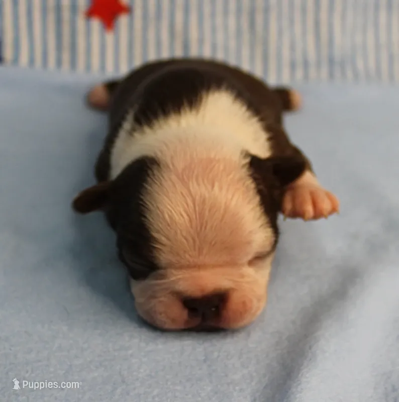 AKC Zoe's Chocolate & White Male Puppy 3 – Boston Terrier puppy for sale in Mount Olive, NC