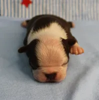 AKC Zoe's Chocolate & White Male Puppy 3, a male Boston Terrier for sale in Mount Olive, NC – 1 of 10
