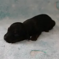 AKC Freckles Red with Black Tips Male Puppy 8, a male Miniature Dachshund for sale in Mount Olive, NC – 6 of 10