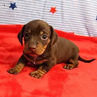 AKC Heidi's Chocolate & Tan Female Puppy 2, a female Miniature Dachshund for sale in Mount Olive, NC – 2 of 10