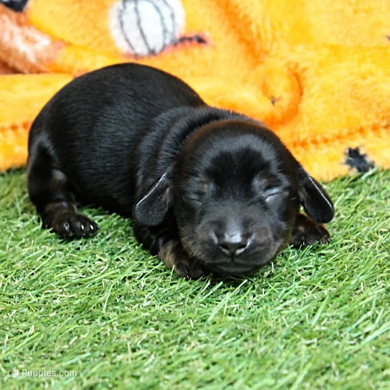 AKC Harleys Black & Tan Male Puppy 4 – Miniature Dachshund puppy for sale in Mount Olive, NC