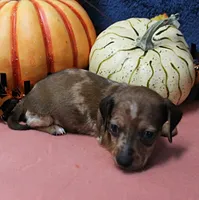 AKC Freckles Chocolate & Tan Dapple Female Puppy 5, a female Miniature Dachshund for sale in Mount Olive, NC – 3 of 10