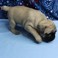 AKC Candy's Fawn Male Puppy 4, a male Pug for sale in Mount Olive, NC – 9 of 10