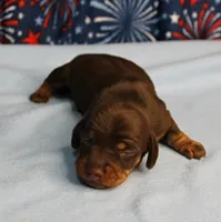 AKC Heidi's Chocolate & Tan Female Puppy 2, a female Miniature Dachshund for sale in Mount Olive, NC – 2 of 10