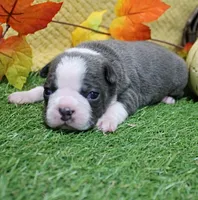 AKC Annie's Silver & White Female Puppy 1, a female Boston Terrier for sale in Mount Olive, NC – 7 of 9