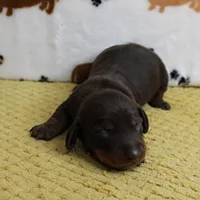 AKC Robin's Chocolate & Tan Male Puppy 5, a male Miniature Dachshund for sale in Mount Olive, NC – 8 of 10