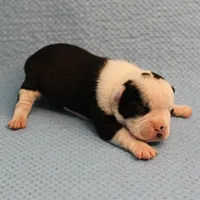 AKC Polly's Black & White Female Puppy 2, a female Boston Terrier for sale in Mount Olive, NC – Photo 6 of 10