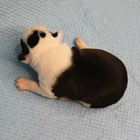 AKC Polly's Black & White Female Puppy 2, a female Boston Terrier for sale in Mount Olive, NC – Photo 4 of 10