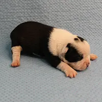 AKC Polly's Black & White Female Puppy 2, a female Boston Terrier for sale in Mount Olive, NC – Photo 9 of 10