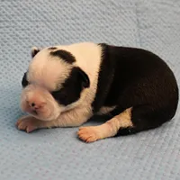 AKC Polly's Black & White Female Puppy 2, a female Boston Terrier for sale in Mount Olive, NC – Photo 1 of 10