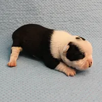 AKC Polly's Black & White Female Puppy 2, a female Boston Terrier for sale in Mount Olive, NC – Photo 7 of 10