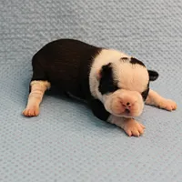 AKC Polly's Black & White Female Puppy 2, a female Boston Terrier for sale in Mount Olive, NC – Photo 8 of 10