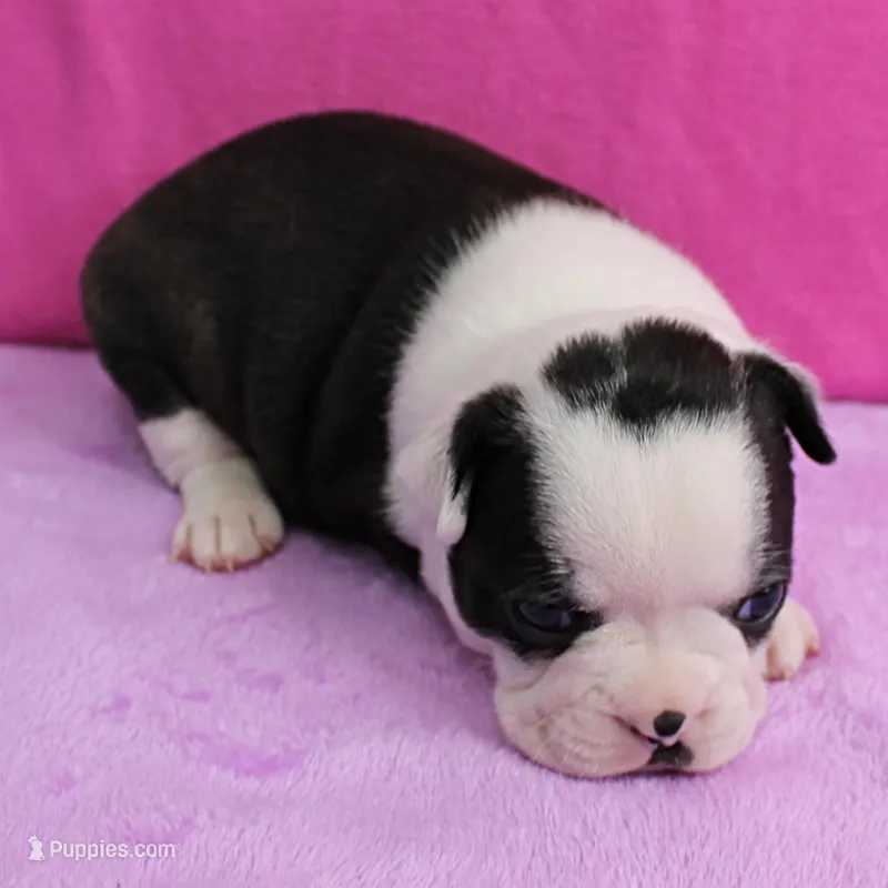 AKC Polly's Black & White Female Puppy 2 – Boston Terrier puppy for sale in Mount Olive, NC