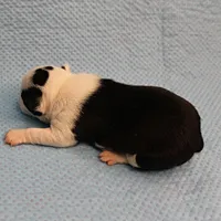 AKC Polly's Black & White Female Puppy 2, a female Boston Terrier for sale in Mount Olive, NC – Photo 10 of 10