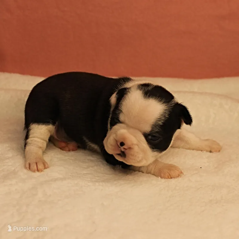 AKC Polly's Black & White Female Puppy 2 – Boston Terrier puppy for sale in Mount Olive, NC