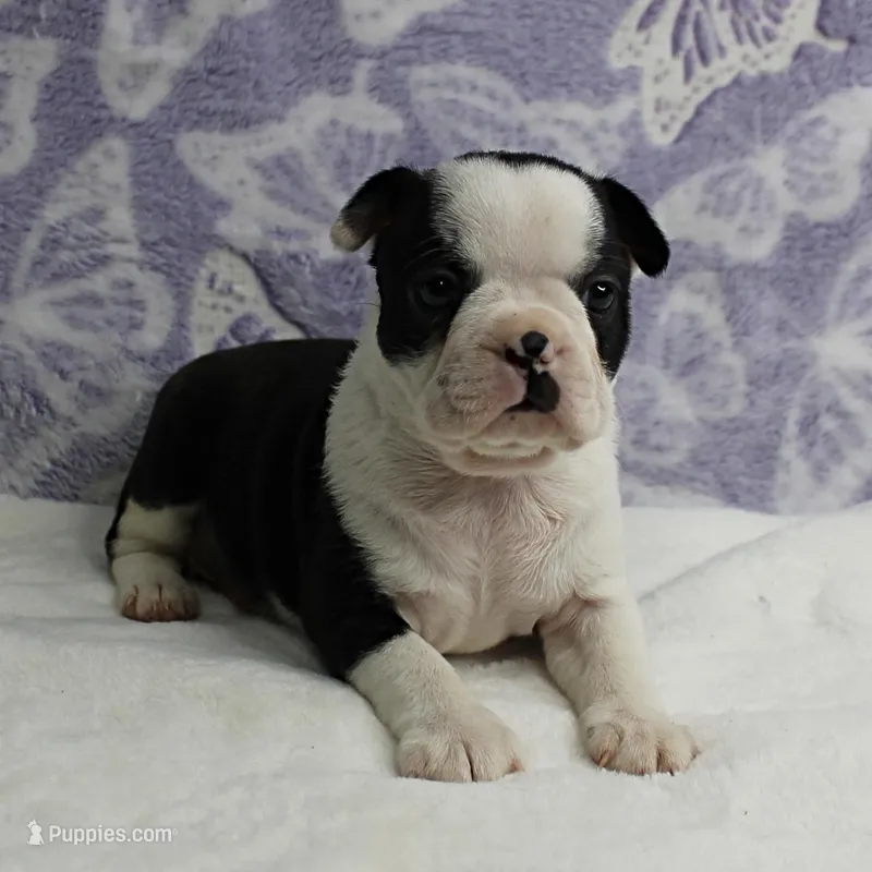AKC Polly's Black & White Female Puppy 2 – Boston Terrier puppy for sale in Mount Olive, NC