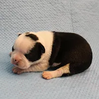 AKC Polly's Black & White Female Puppy 2, a female Boston Terrier for sale in Mount Olive, NC – Photo 2 of 10