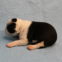 AKC Polly's Black & White Female Puppy 2, a female Boston Terrier for sale in Mount Olive, NC – Photo 3 of 10