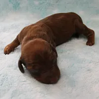 AKC Freckles Red Female Puppy 1, a female Miniature Dachshund for sale in Mount Olive, NC – 7 of 8