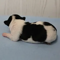 Chelsea's Black, White & Tan Party Male Puppy 2, a male Chihuahua for sale in Mount Olive, NC – 10 of 10