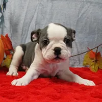 AKC Lula's Blue & White Male Puppy 2, a male Boston Terrier for sale in Mount Olive, NC – 3 of 10