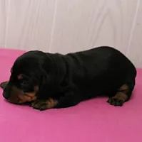 AKC Maggie's Black & Tan Female Puppy 1, a female Miniature Dachshund for sale in Mount Olive, NC – 4 of 10