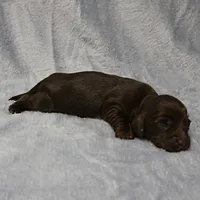 AKC Mae Mae's Chocolate Female Puppy 1, a female Miniature Dachshund for sale in Mount Olive, NC – 8 of 10
