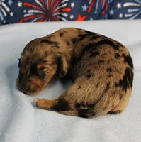 AKC Sallie's Black & Silver Dapple, Long Coat Female Puppy 3, a female Miniature Dachshund for sale in Mount Olive, NC – 2 of 10