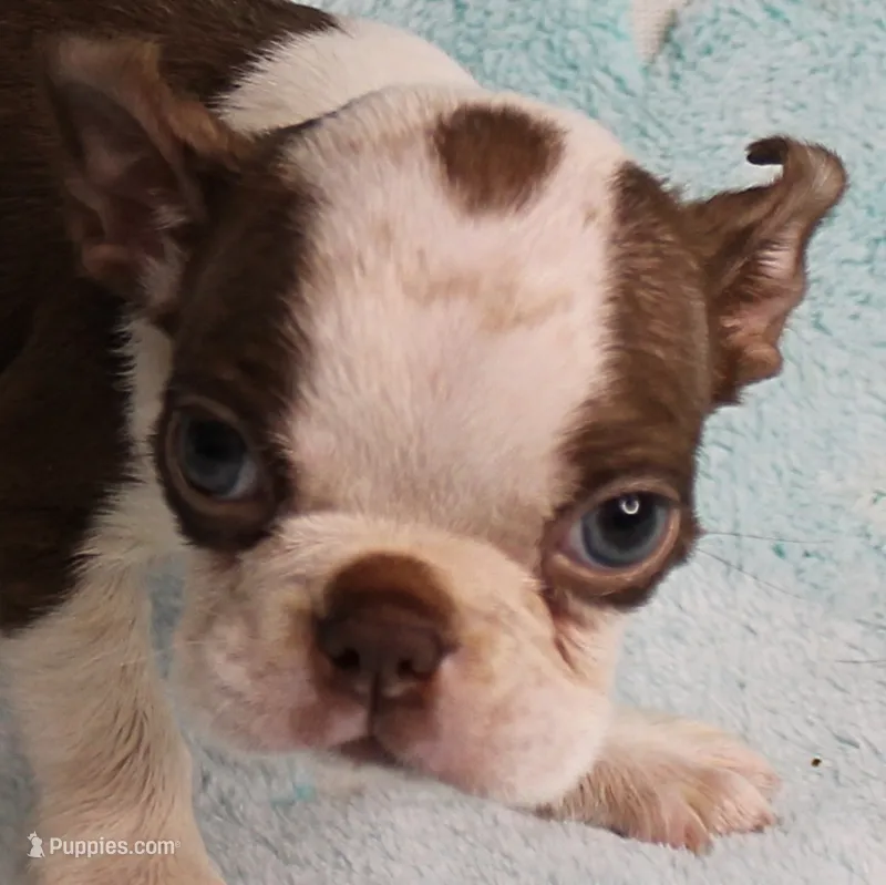 Zoey's Seal & White Male Puppy 4 – Boston Terrier puppy for sale in Mount Olive, NC