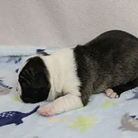 AKC Puddin's Black & White Brindle Male 2, a male Boston Terrier for sale in Mount Olive, NC – 1 of 10