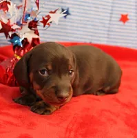AKC Heidi's Chocolate & Tan Male Puppy 3, a male Miniature Dachshund for sale in Mount Olive, NC – 2 of 9