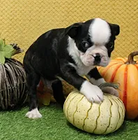 AKC Polly's Black & White Male Puppy 5, a male Boston Terrier for sale in Mount Olive, NC – 9 of 9